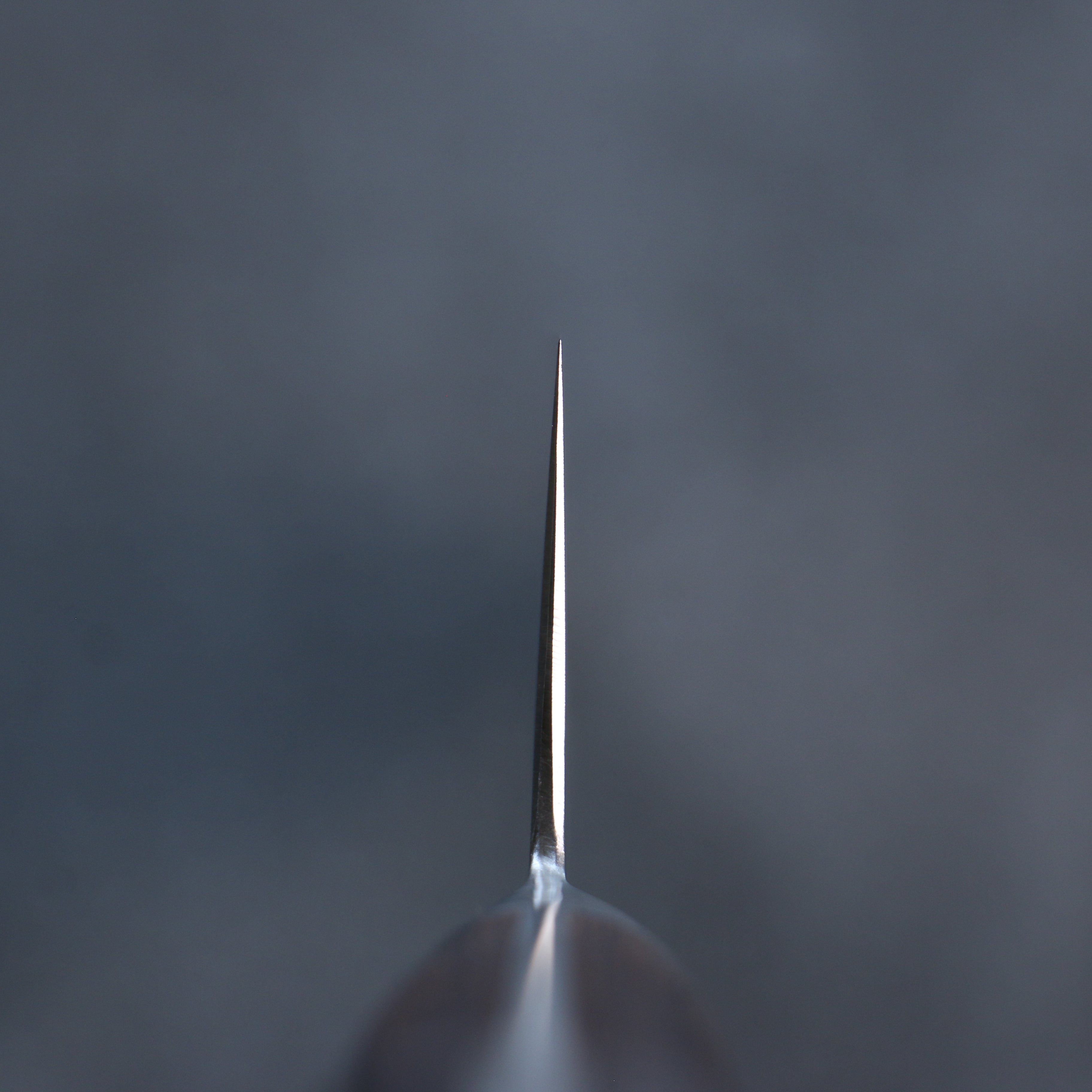 Seisuke SG2 Gyuto 270mm Mahogany Handle - Japanny - Best Japanese Knife